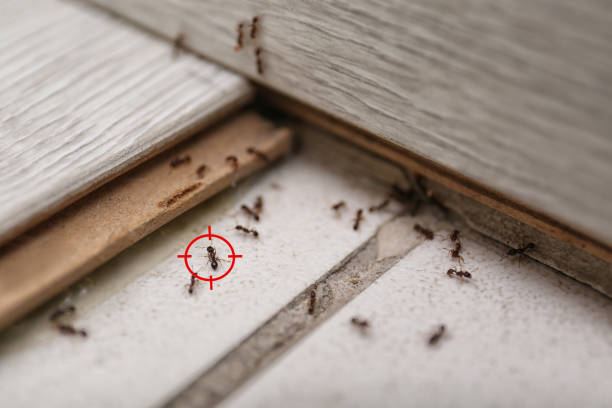 Best Pest Inspection Near Me  in Silverton, OR