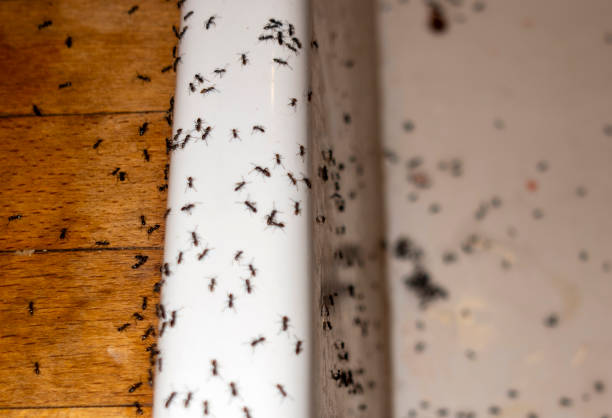 Best Pest Control for Homes  in Silverton, OR