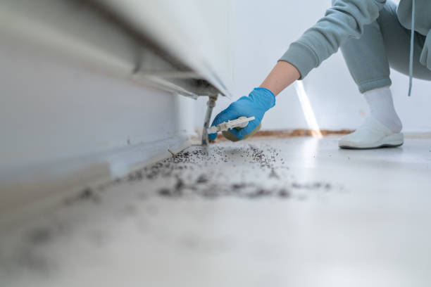 Best Local Pest Control Services  in Silverton, OR